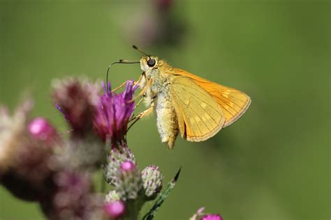 Butterfly Nature Pollination Close - Free photo on Pixabay - Pixabay