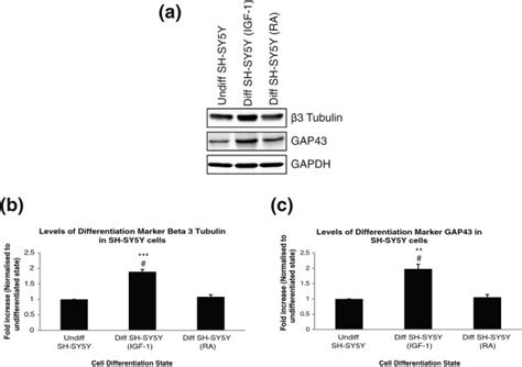 Confirmation Of Biochemical Differentiation Of Sh Sy Y A Lysates Of