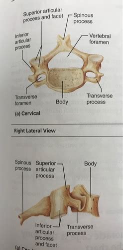 Superior Articular Process