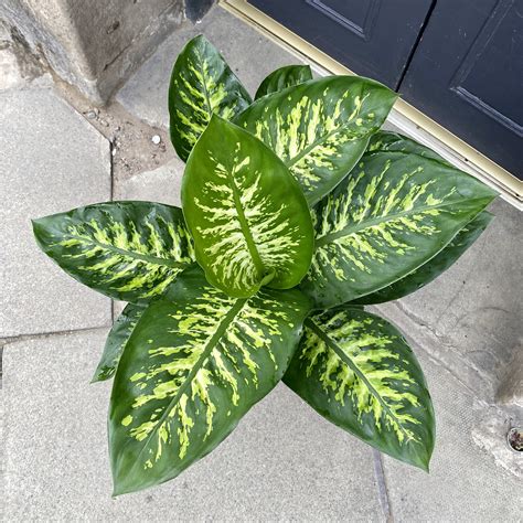 Dieffenbachia ‘Tropic Snow’ - grow urban.