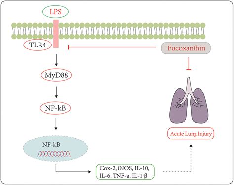 Fucoxanthin Attenuates LPS Induced Acute Lung Injury Via Inhibition Of