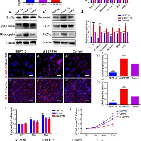 Characteristics Of Proliferation And Differentiation Of Rpc A