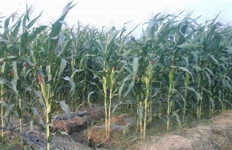 menanam jagung  baik  benar ilmubudidayacom