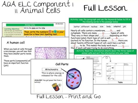 Aqa Elc Component 1 11 Animal Cells Lesson Gcse Foundation