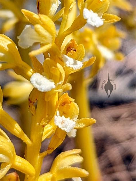 AboutOrchids Blog Archive These Coral Root Orchids Are Welcoming Summer