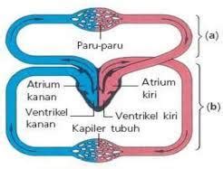 Sistem Peredaran Darah Hewan Mamalia Termasuk Sistem Peredaran Darah