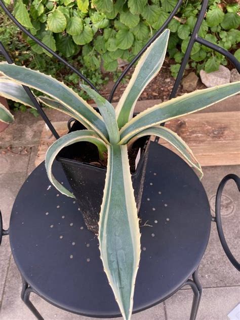 Agave Variegata Americana Kaufen Auf Ricardo