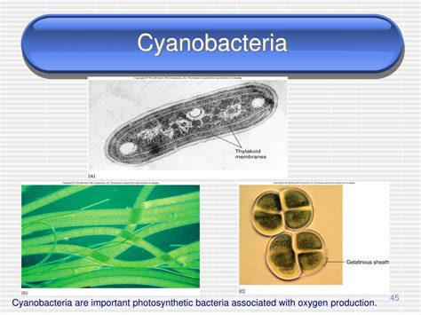 Ppt The Prokaryotes Powerpoint Presentation Free Download Id3026123