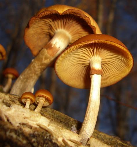 Psilocybe cyanescens lookalikes - Fungiflora