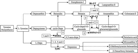 Diagram Of The Betalain Biosynthesis Pathway The Numbers