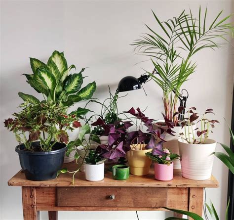 Cat Safe Plants 20 Pretty Cat Friendly House Plants My WordPress