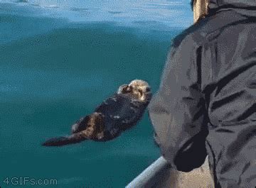 Otter GIF - Find & Share on GIPHY