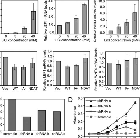 Enhanced Cell Proliferation Occurs Independently Of Increases In Wnt