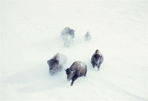 American Bison Charge Through Heavy Snow In Yellowstone National Park