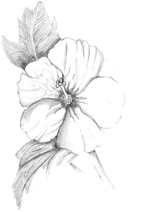 Hibiscus Pencil Drawing At Paintingvalley Explore Collection Of