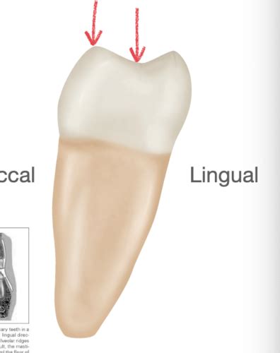 morphology mandibular  molars flashcards quizlet