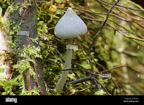 Cobalt Pink Gilled Mushroom Entoloma Canoconicium Stock Photo Alamy