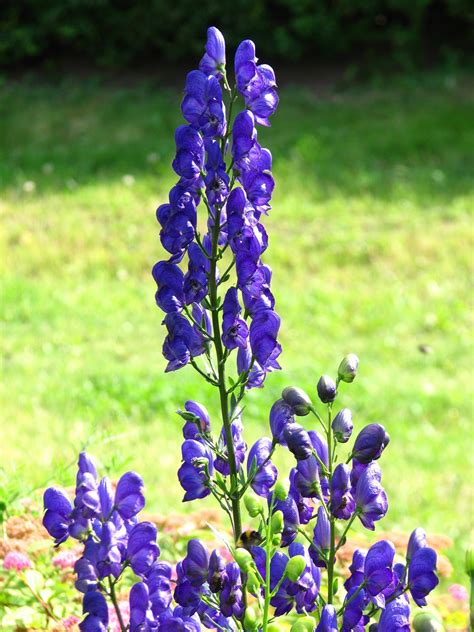 ACÓNITO Aconitum napellus El Mundo y sus Plantas