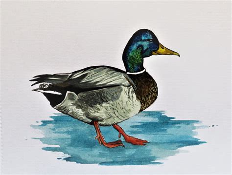 Mallard Duck Original Watercolour Painting Etsy