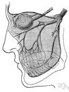 trigeminal definition  trigeminal    dictionary