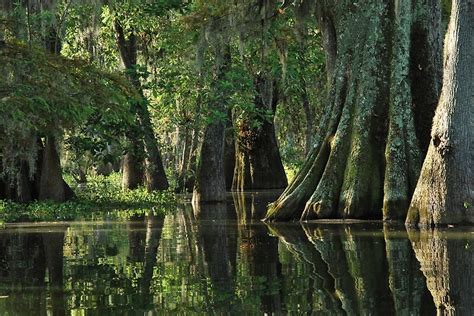 "Louisiana Bayou" by Linda Trine | Redbubble