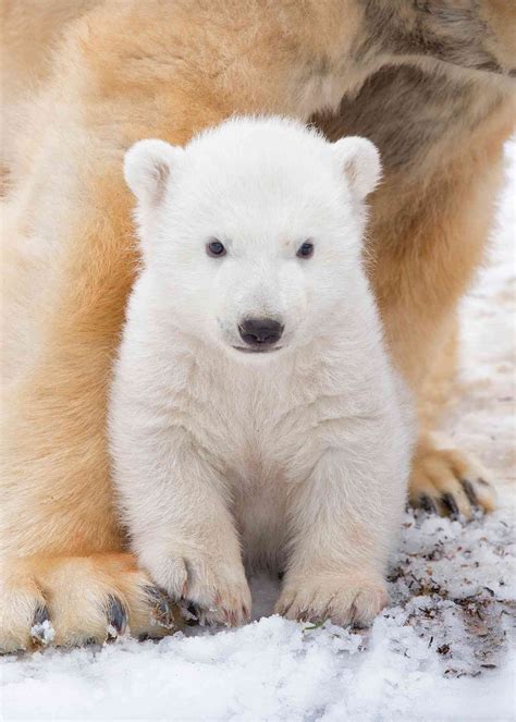 Before The Royal Baby Arrives Meet The First Polar Bear Cub Born In