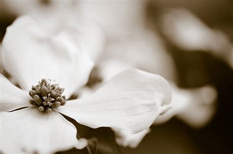 Dogwood Blossom Stock Photos, Pictures & Royalty-Free Images - iStock