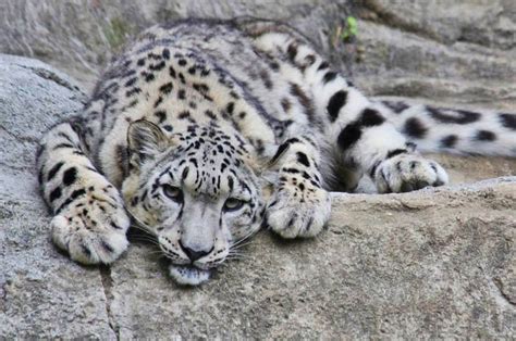Leopardo Das Neves Camuflado - Leopardo das Neves Características e Velocidade – Mundo Ecologia