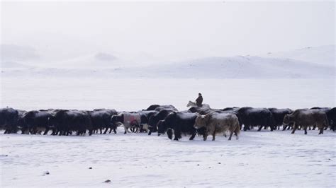Dzud observed in more than 40 districts in Mongolia - AKIpress News Agency