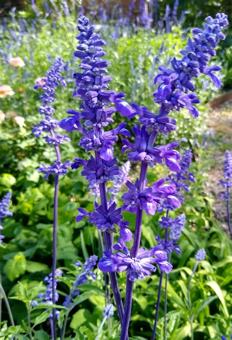 Mealy Blue Sage | DALLAS GARDEN BUZZ