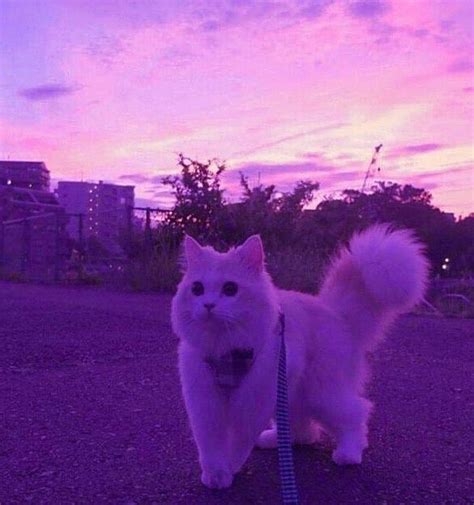 Purple Aesthetic Wallpaper Cat