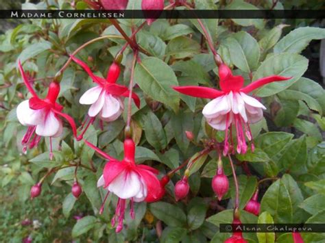 Madame Cornelissen Fuchsiafinder