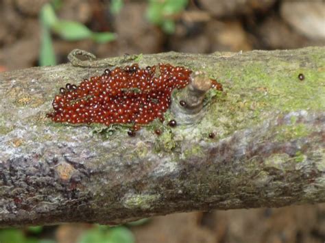 Identification Multitudes D Amas De Minuscules Oeufs Rouge Et