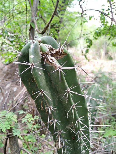 Stenocereus Huastecorum From Victoria Gto M Xico On July At