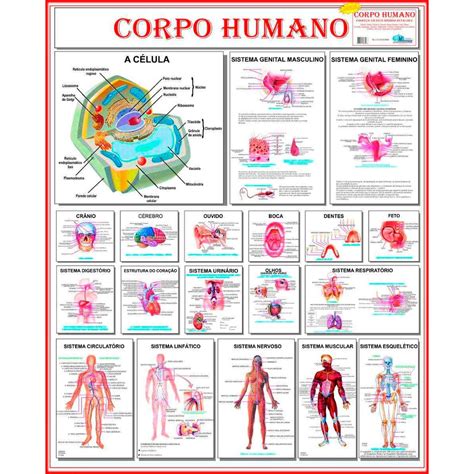 Mapa De Anatomia Humana Corpo Humano Gigante Largura Cm X