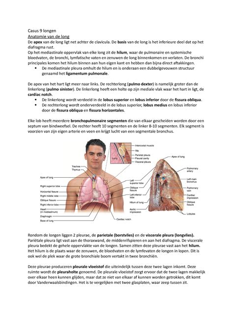 Casus 9 Longen Casus 9 Longen Anatomie Van De Long De Apex Van De