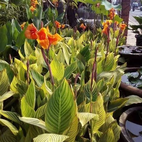 Jual Tanaman Hias Bunga Kana Batik Bunga Kana Daun Kuning Canna