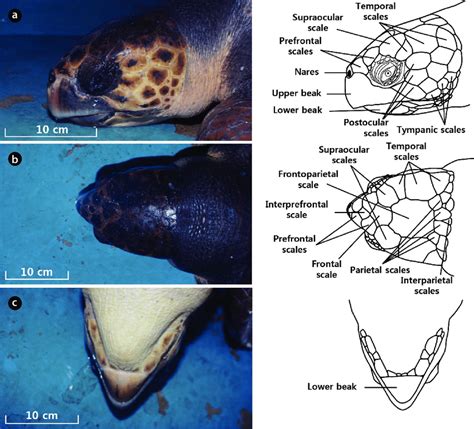 Loggerhead Sea Turtle Limbs