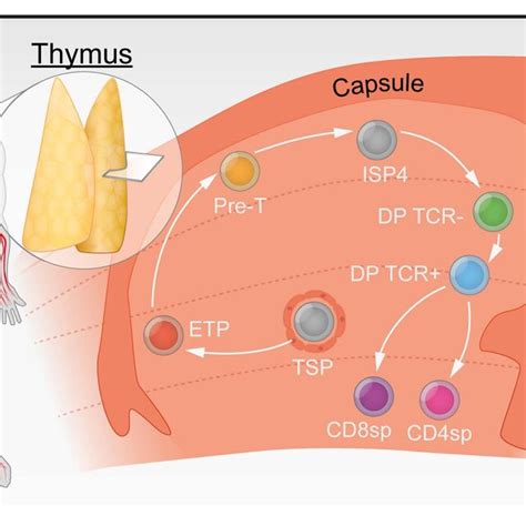 Thymocyte Development Thymus Seeding Progenitors TSPs Enter The