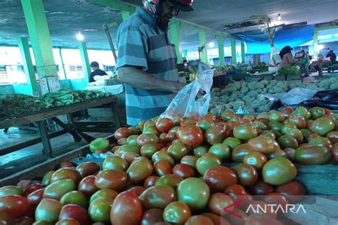 Harga Tomat Di Kuala Simpang Naik Persen Antara News Aceh