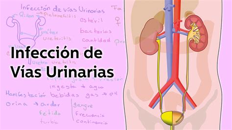 Infección De Vías Urinarias Salud Educatina Youtube