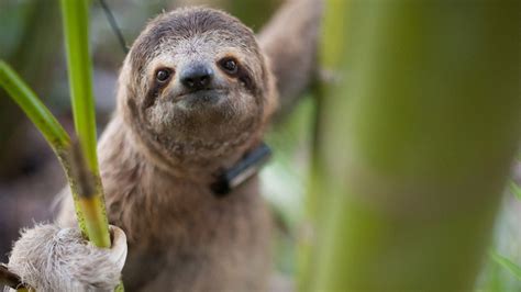 Home Of The Sloth Institute Costa Rica Tulemar Resort Hotel