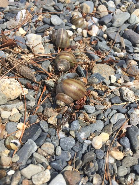 Banded Mystery Snail From Boylston Ma Us On July At