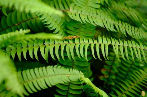 Nephrolepis Exaltata Conocido Como Helecho Espada O Helecho De Boston