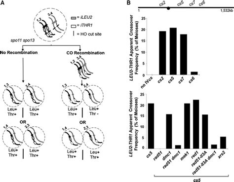 Ho Mediated Interhomolog Recombination During Meiosis A Assay For