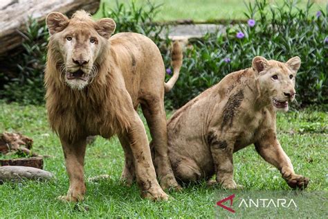 Kebun Binatang Surabaya Tambah Koleksi Singa Putih Zeus Dan Kiara