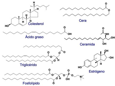 Cómo Se Clasifican Los Lípidos Y Cuál Es Su Función