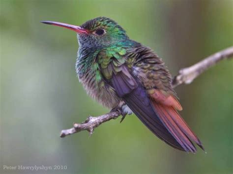 Belize Birding Tour Belize Bird Watching Hamanasi Adventure Resort