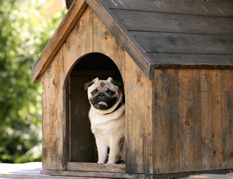 Dicas De Como Ensinar Seu Cachorro Dormir Na Caminha Ou Na Casinha Dele