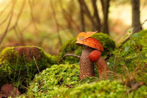 Leccinum Aurantiacum Or Rough Stemmed Bolete Mushrooms Growing In The